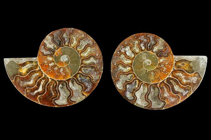 Agatized Ammonite Fossil - Madagascar #139719